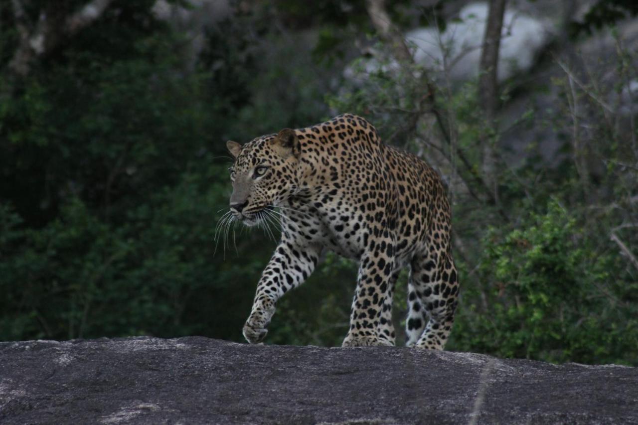 Kele Yala Villa Buitenkant foto